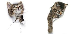 PETS 46