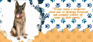 PETS 33